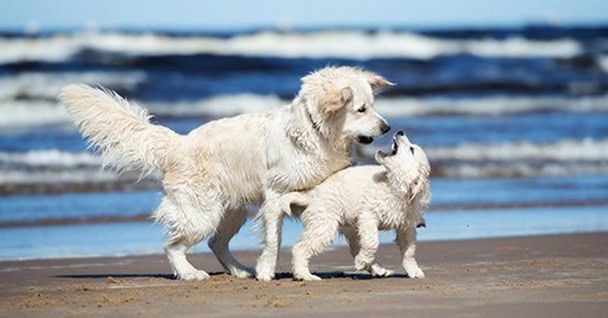 Puppy Training